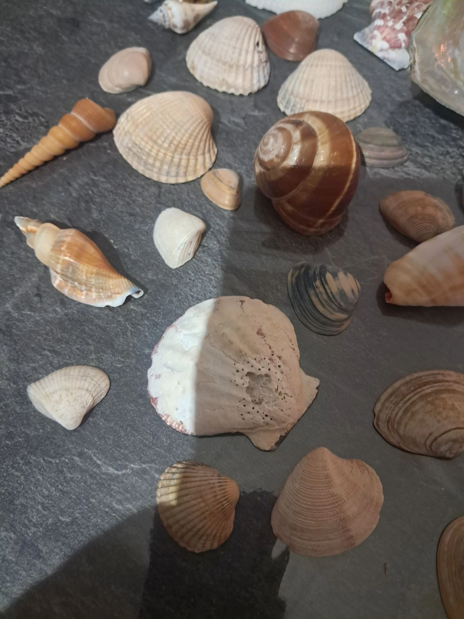 Batch of shells – photo 4